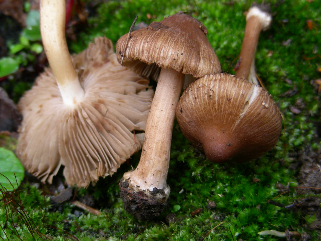 Il brutto anatroccolo